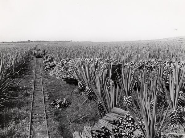 Worker loading stacks of bundled sisal leaves on a rail or tram car on an International Harvester plantation in Cuba. Caption on photograph reads: "Train load of sisal leaves are being readied for taking into the decorticating plant. A car is being loaded in the background."