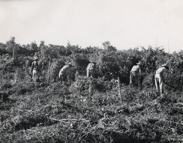 Several workers cut back brush with hand tools on an International Harvester sisal plantation in Cuba. Original caption reads: "Clearing the field in preparation for new planting."