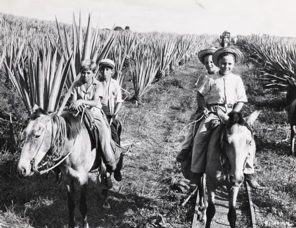 Four young boys ride mules in a field on an International Harvester sisal plantation in Cuba. Agricultural laborers are in the background. Original caption reads: "Workers youngsters ride their donkeys about the plantation carrying messages and water."