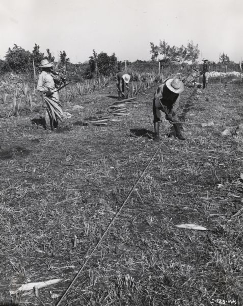 Workers plant sisal on an International Harvester plantation in Cuba. Original caption reads: "Getting ready to set out the young plants. This operation consists of running the line, digging the holes, placing the plants along side the holes, and set[ing] the young plant into the ground."