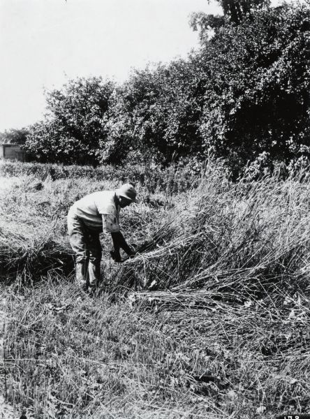 A man harvests grain with a reaping hook or sickle. The man was likely re-enacting early grain harvesting methods for a company photographer.