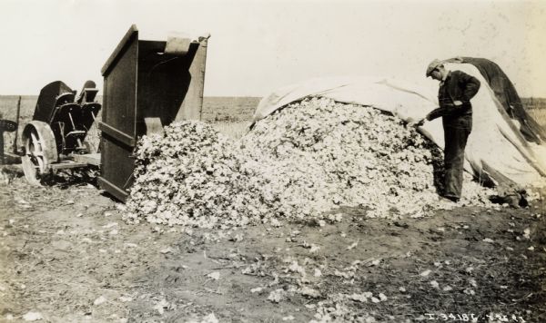 Man examines a pile of stripped cotton. Original caption reads: "Dumping Stripped Cotton. When the gathering box is filled with stripped cotton, the bolls are dumped at convenient places in the field where a cleaning machine may be located."