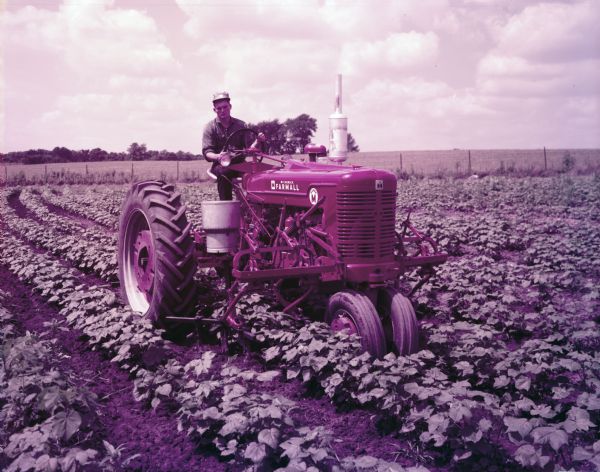 View towards a man using a McCormick Farmall Super M tractor and an HM-250 cultivator to work in a cotton field. The original caption reads: "HM-250 cultivator with No.10 tooling equipment and Farmall Super M Tractor, in cotton."