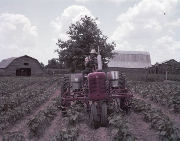 View towards a man using a McCormick Farmall Super C tractor with a C-254 cultivator in a field of cotton.