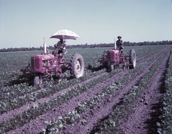 View from front towards two men working in a field with C-254 cultivators and Farmall Super C tractors. One of the men has an umbrella on his tractor.