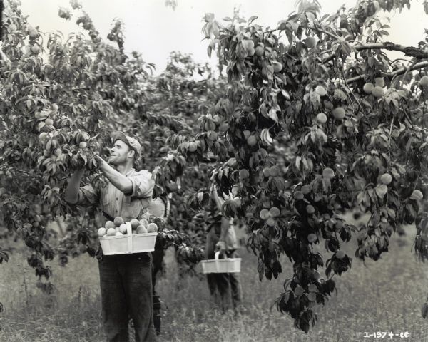 Men carry baskets around their waists while picking peaches from trees in an orchard.