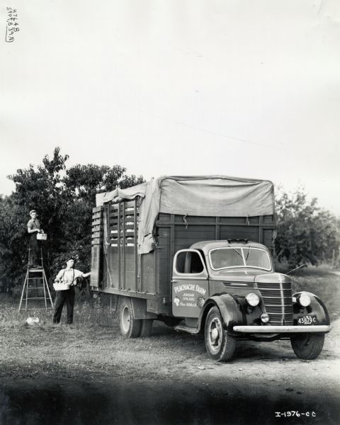 Two men load peaches onto the back of an International D-35 truck used by Peachacre Farm. One man is standing on a ladder with a basket near a tree in the orchard.