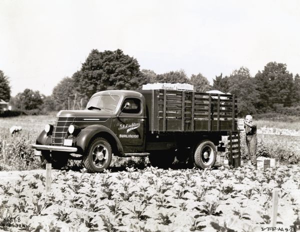 A man in a field loads boxes of produce onto the back of an International truck used by G.H. Hicklin & Sons of Burlington, Ontario.