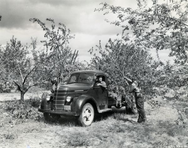 A man places a large branch in the back of an International D-30 truck while another man sits in the driver's seat. The original caption reads: "An International D-30 truck owned by T.W. Daly, Water Vliet, Michigan. Mr. Daly, an 80-year old man, owns a large farm located at Sister Lakes, Michigan. He uses the truck daily and states it is the best truck he ever owned. This scene shows Mr. Daly hauling brush from orchard after grafting."