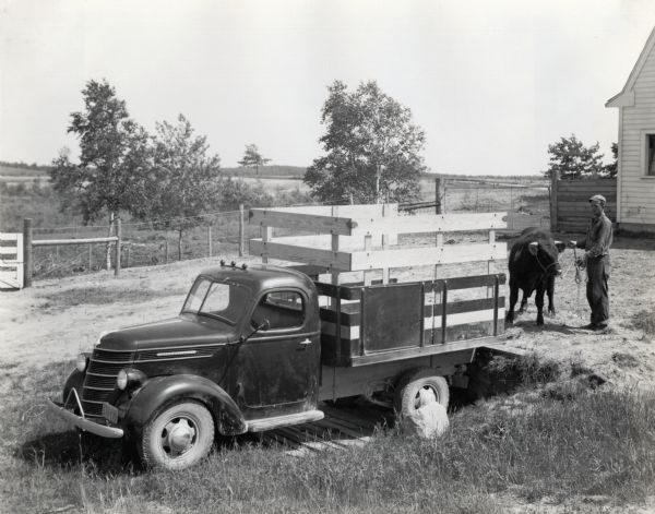 A man holding a bull by a rope stands behind an International truck parked in a rural area. The truck is parked on a wooden platform near a loading area close to what is probably a barn.