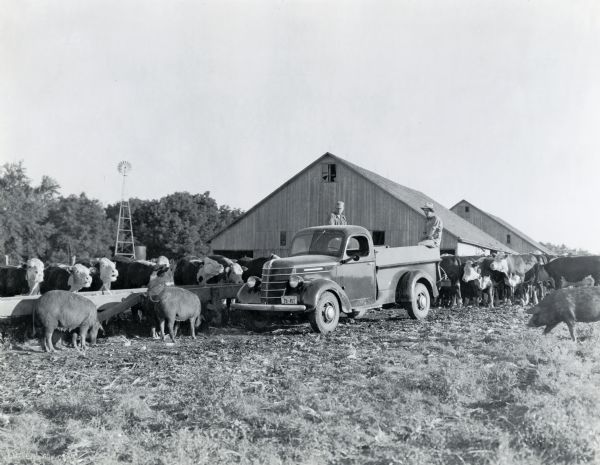 Two men sit in the bed of an International D-15 motor truck surrounded by cattle and pigs at a feed trough. Barns and a windmill are in the background. The original caption reads: "D-15 motor truck hauling feed for cattle on farm of Henry Luttman, Grinnell, Iowa."