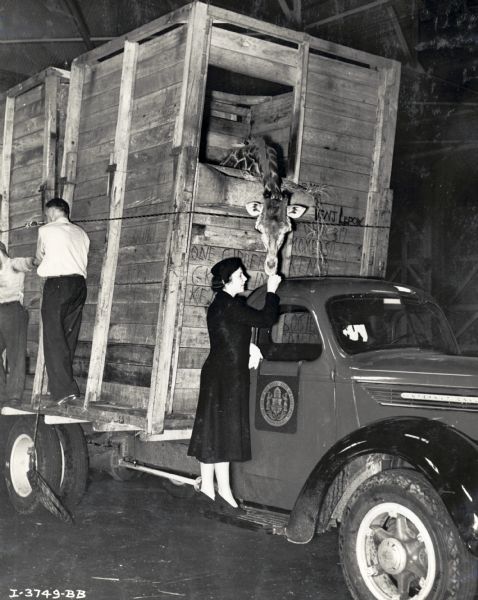 A woman stands on the running board of an International D-40 truck to feed a captive giraffe in transport. The giraffe is in a large crate on the bed of the truck which appears to be inside a building. The original caption reads: "7 negatives of D-40 International sold to San Diego zoo to transport 2 giraffes across the continent from New York. Pictures taken just after unloading from ship."