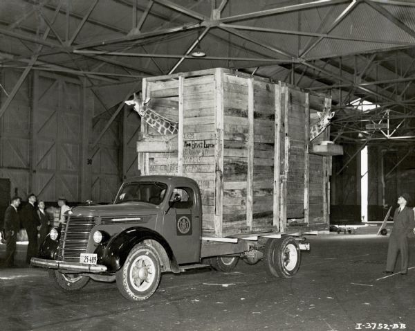 Men stand around an International D-40 truck used to transport two giraffes. They are inside a large wooden crate on the back of the truck which is in a building. The original caption reads: "D-40 Internationals sold to San Diego Zoo to transport 2 giraffes across the continent from New York. Pictures taken just after unloading from ship."