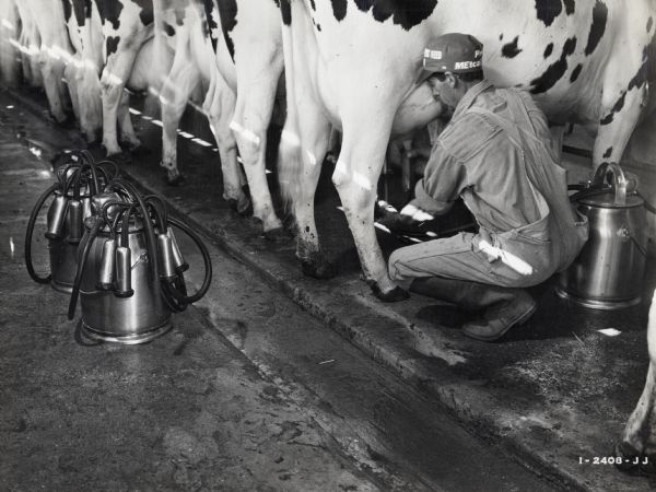 Joe Santana kneels beside a dairy cow in a barn to use a McCormick-Deering milker. The original caption reads: "Joe Santana, 326-S, Studebaker St., at Norwalk, California, has been the proud owner of McCormick-Deering milkers for four years. He is shown here getting ready for his afternoon milking, with his three McCormick-Deering S.U. machines. Mr Santana says, (quote) "I find McCormick-Deering milkers are easy to keep clean, which also accounts for my record of low bacteria count over a long period of time. I also find that they do a fast, efficient job of milking and are exceptionally easy on our cows."