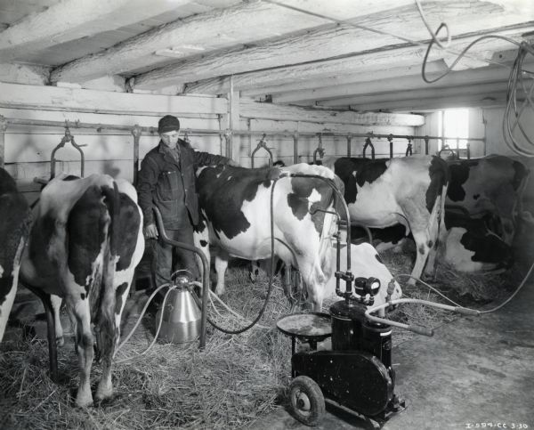 Harvey Schmidt stands amongst a row of cows in a barn to use a portable milking machine.