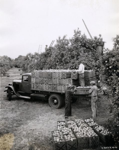 Men load boxes of fruit, possibly oranges or grapefruit, into an International Model C-35 truck owned by the Clearwater Growers Association. Men using ladders to pick fruit off of trees are in the background.