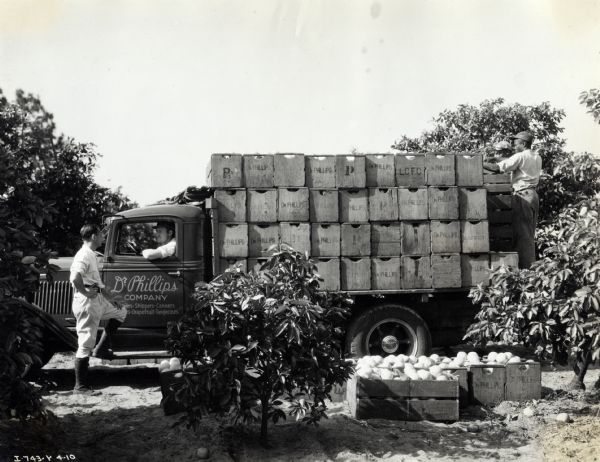 Two men load the back of a bed of an International Model C-35 truck with wooden crates full of citrus fruit, while Walter Phillips stands near the driver's side door of the truck to talk to its seated driver. The truck was owned by the Dr. P. Phillips Company, and the text on the driver's side door reads: "Growers-Shippers-Canners; Oranges-Grapefruit-Tangerines."