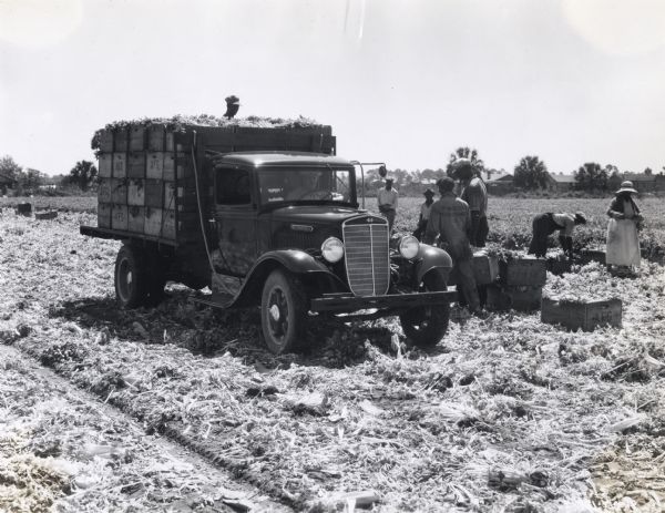 Male and female workers box celery beside an International Model C-30 truck parked in a field. The truck was owned by Joe Fields Service Company and hauled celery from the field to a packing plant. Dwellings or farm buildings can be seen in the background.