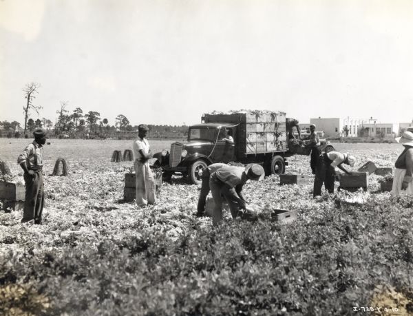 A group of field workers fill crates with celery to be loaded on the bed of an International Model C-30 truck. The truck was owned by Joe Fields Service Company and was used to haul celery from the field to a packing plant. Large buildings can be seen in the background.