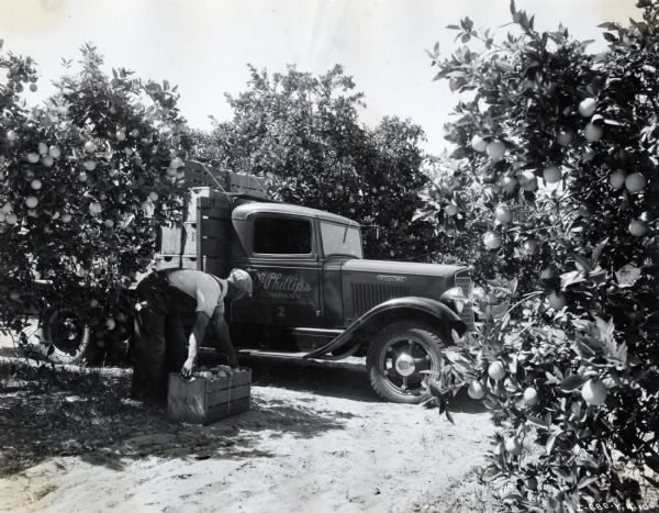 A man loads a crate of citrus fruit onto an International Model C-35 truck in an orchard. The truck was used by Dr. Phillips Company, owners of 5,000 acres of groves.