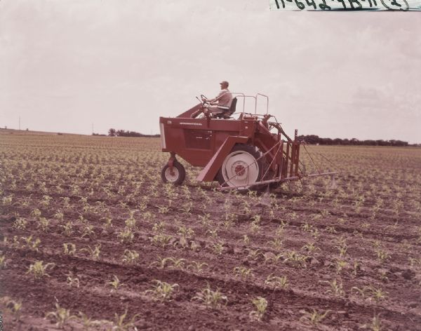View of a man applying liquid fertilizer to a field of corn. He is operating an International 770 High Clearance (Hi-Clear) Carrier with a spraying attachment.
