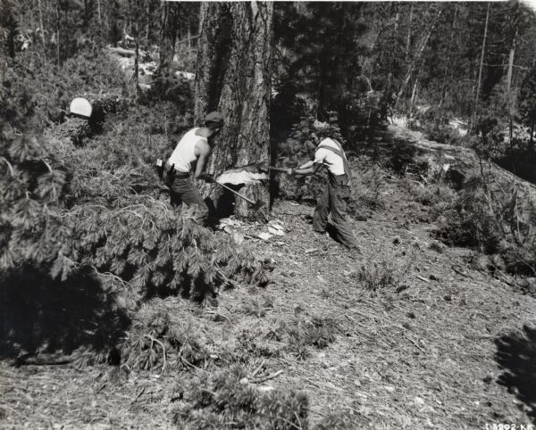 Two men use axes to fell a large tree in a wooded area.