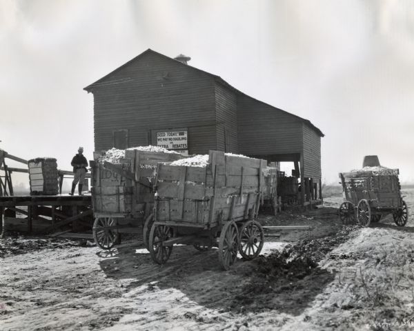 Wagons loaded with cotton are parked outside the Peacock Gin. A man stands on a platform to the left of the wagons. The sign on the building reads: "Seed Today! We Pay No Hauling or Extra Rebates."