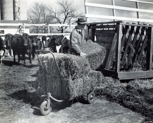 A man takes bales of hay from a wheeled cart and places them in a wooden livestock feeder. Farm buildings and a herd of cows are behind the man.