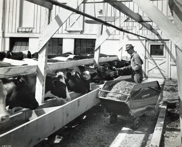 A man fills troughs with silage for a herd of cows at a farm. The text on the wheeled container holding the feed reads: "McCormick-Deering."