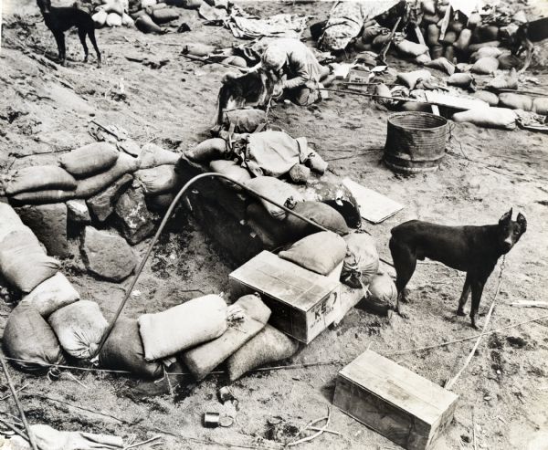 Three dogs near a sandbagged foxhole during the battle of Iwo Jima. A marine is near another dog behind the foxhole. Wooden boxes in the foreground have written on the side: "12 Rations K5."