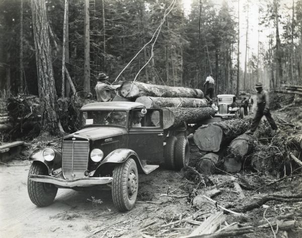 Men use two International C-60 trucks to haul logs down a dirt road in a wooded setting.