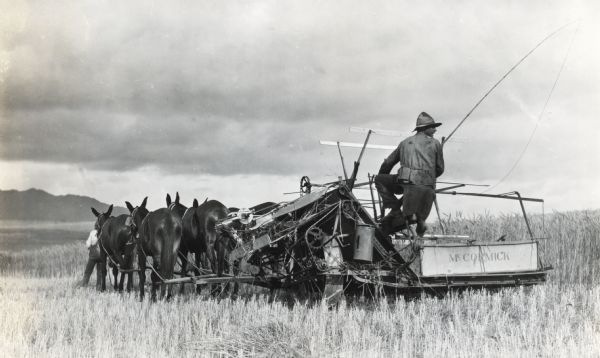 Rear view of a man using a team of mules and horses to lead a McCormick binder through a field in Malmesbury, South Africa. Another man is standing in front of the mules and horses, and hills are in the far distance.