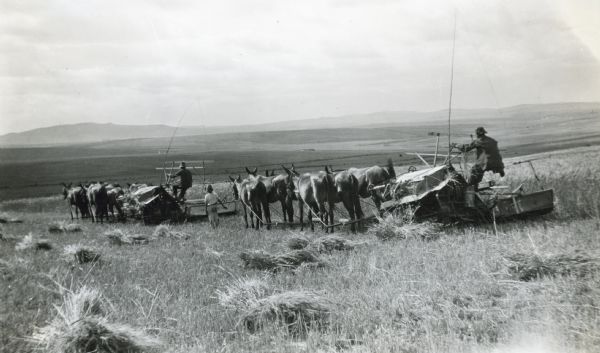 Three-quarter view of men using teams of horses and mules to drive two McCormick grain binders through a field in DeLectus, Riebeek West, South Africa. In the far distance are hills.