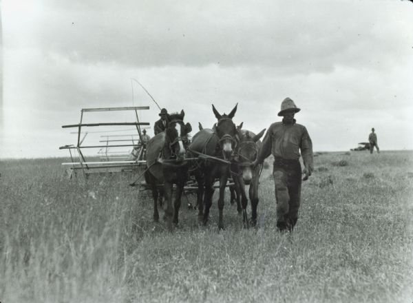 Men use a McCormick grain binder led by horses and mules to work in a field in Doornkloof, Moorressburg, South Africa.