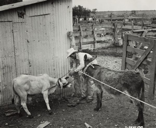 Man with tethered calf and donkey near a farm building. In the background are fences and other livestock.