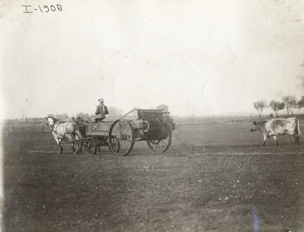 Farmer in field using a manure spreader drawn by a team of horses. A cow is standing nearby.