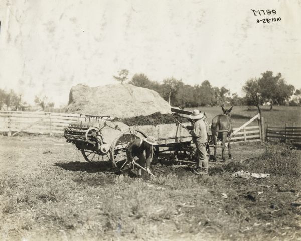 Two men loading manure into a horse-drawn manure spreader.