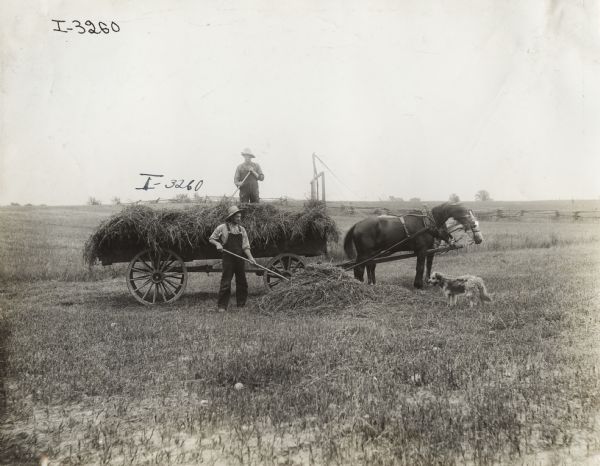 Two men loading hay onto a horse-drawn wagon in a field. A farm dog is standing nearby.