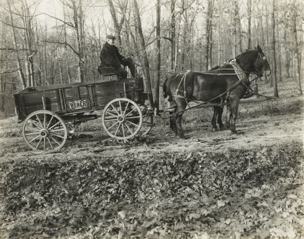 Man riding on horse-drawn Weber wagon. The man appears to be demonstrating the wagon's "swivel reach coupling," which was meant to prevent twisting of the reach on uneven road surfaces.