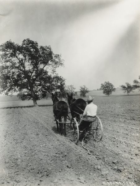 Man on a horse-drawn P&O cultivator in a farm field.
