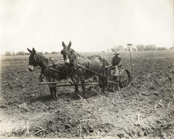 Man on a P&O cultivator pulled by two horses or mules in a field.