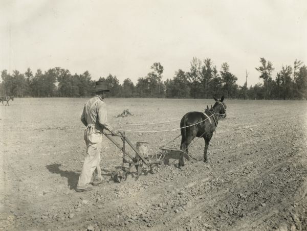 Man using walking planter pulled by a mule in a field.