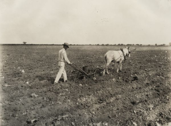 Man using walking planter pulled by a horse through a field. A small dog sits in a furrow nearby on the right.