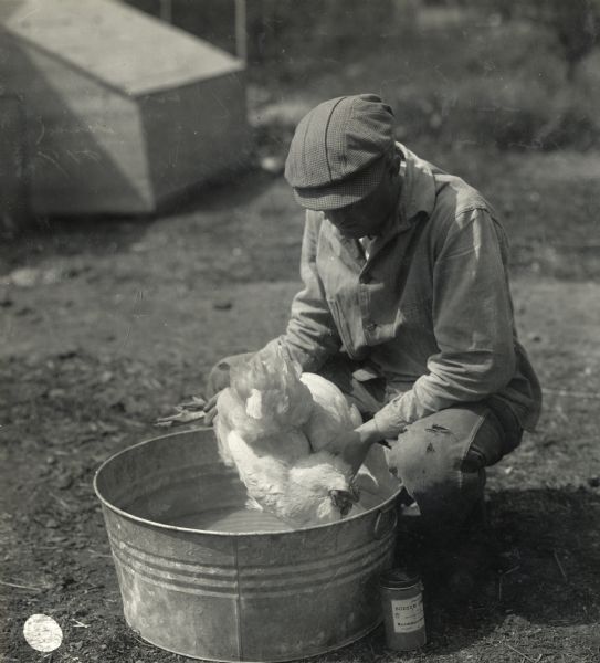 A man crouching near a pail of sodium fluoride to dip a chicken as part of a delousing procedure at the Purdue University farm.