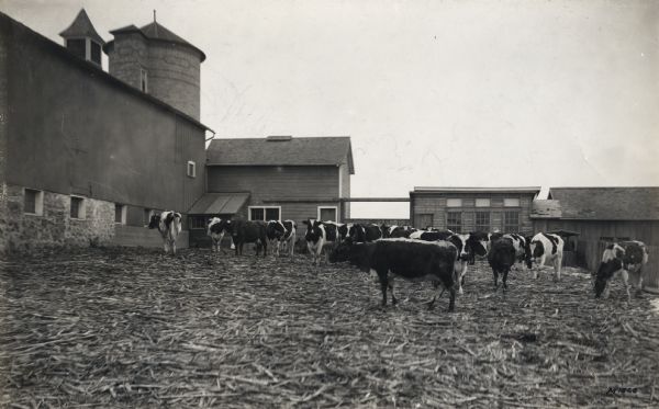 A herd of what appear to be Holstein cows stands in a barnyard near several barns and farm buildings.