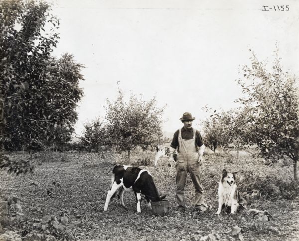 A man wearing a hat and overalls standing in an orchard with a Holstein calf eating from a bucket to his right, and a dog to his left. Another calf is standing in the background.