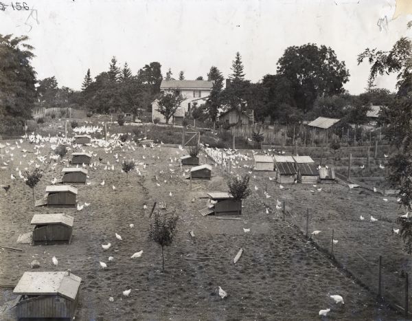 Elevated view of chickens standing around multiple brood coops on a poultry farm. A farmhouse and other farm buildings are in the background.