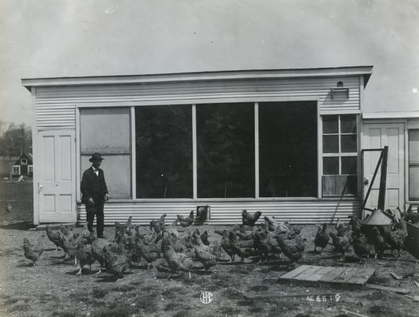 A man, probably Ed Taylor, standing near what appears to be a chicken coop among a flock of Plymouth Rock chickens.