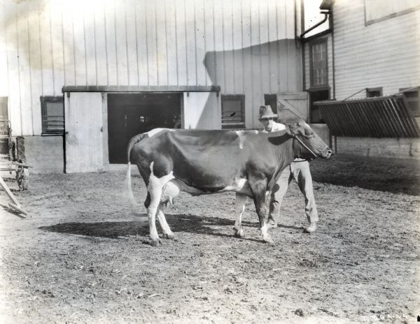 A man stands behind what appears to be a Holstein cow in a barnyard. A farm building appears in the background.
