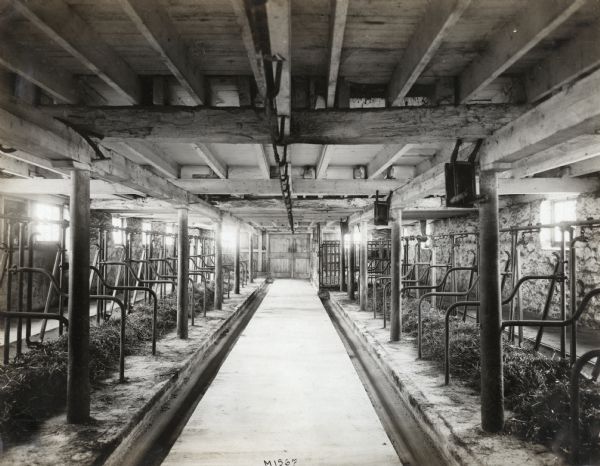 Interior view of a dairy barn with cattle stalls or stanchions with piles of hay lining either side of a middle aisle.